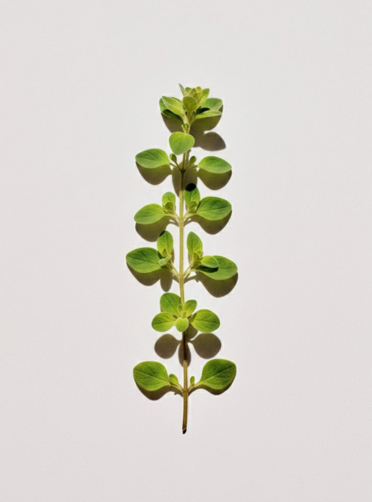 brun redimenssioné3