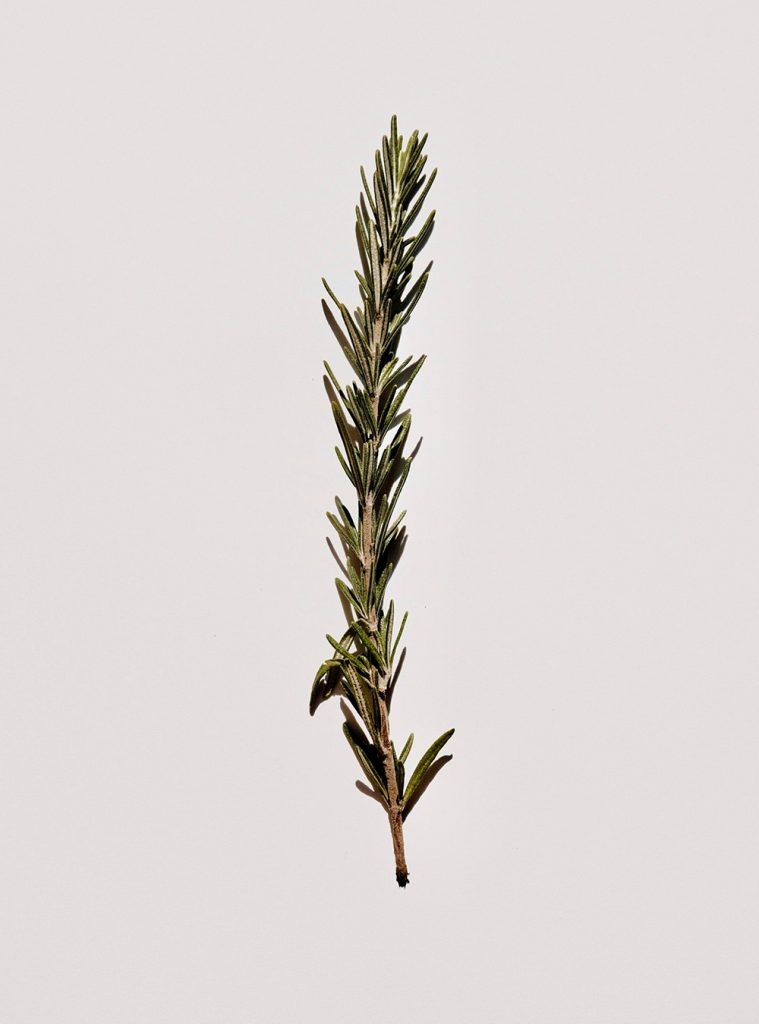 brun redimenssioné4